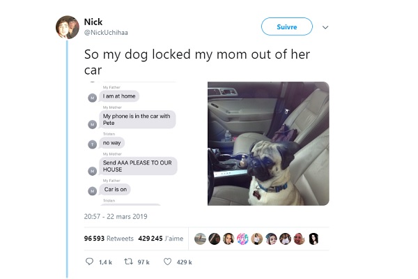 Insolite chien enfermé dans une voiture