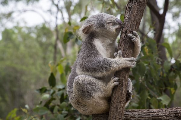 [Vidéo] Un koala se réfugie dans une voiture climatisée pour fuir la chaleur